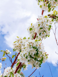 Low angle view of white flowering tree against sky