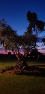 Silhouette trees on field against sky at night