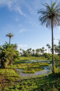Palm trees on field against sky