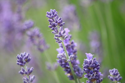 Close-up of purple flowering plants
