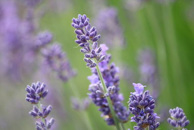 Close-up of purple flowering plants lavender