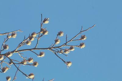 Low angle view of bird perching on tree against clear blue sky