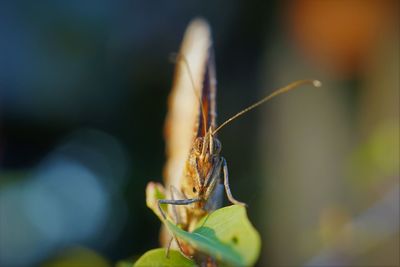 Close-up of insect on leaf