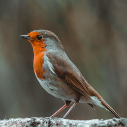 Robin on a stone wall in front of a blurred background.