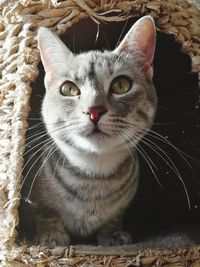 Portrait of cat sitting on floor