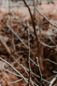Close-up of dried plant on field