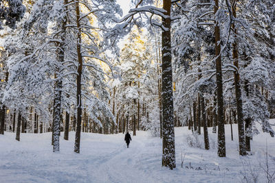 Trees on snow covered landscape