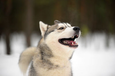 Close-up of a dog looking away