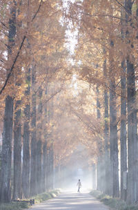 Man riding bicycle on road amidst trees in forest