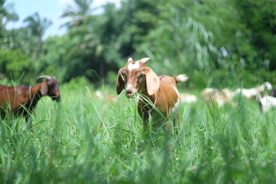 Goats grazing grass on field