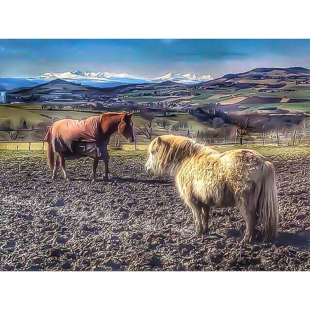 HORSES ON FIELD