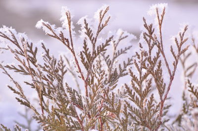 Close-up of frozen plant on field against sky