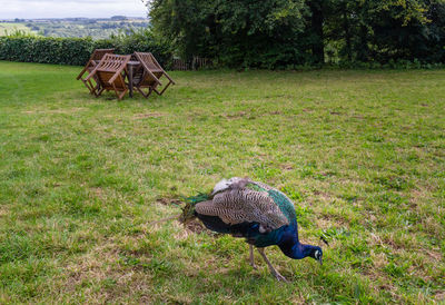 High angle view of peacock on field