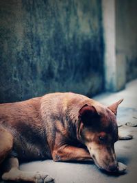 Close-up of a dog sleeping