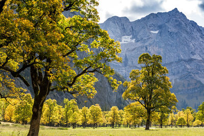 Trees on landscape during autumn