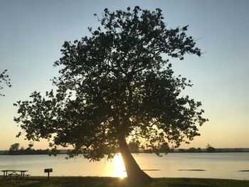 Silhouette tree by lake against sky during sunset