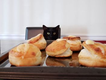 Close-up of cat on table