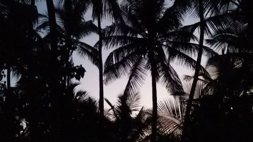 Low angle view of trees against sky