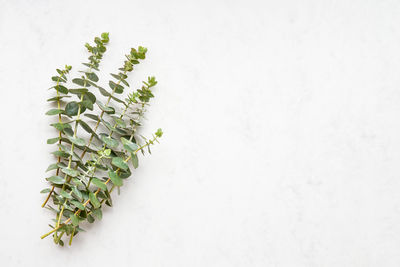 High angle view of plant against white background