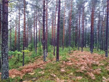 Trees in forest