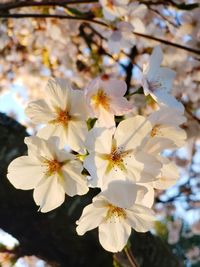 Close-up of white cherry blossoms in spring