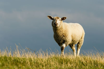 Portrait of sheep on field