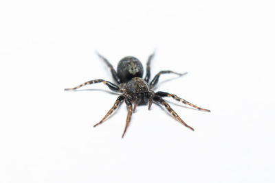 Close-up of spider on white background