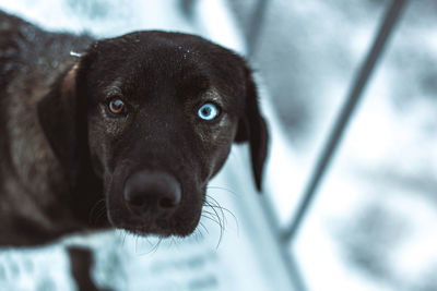 Close-up of dog