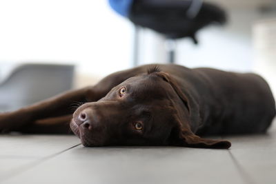 Close-up portrait of dog relaxing at home