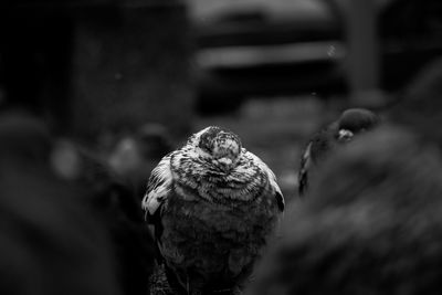 Close-up of owl perching outdoors