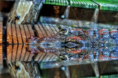 Close-up side view of an alligator in water
