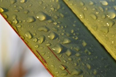 Full frame shot of wet leaf