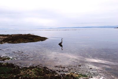 High angle view of swan in lake against sky