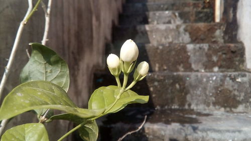 Close-up of white flowers