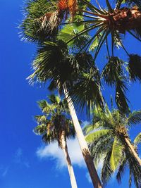 Low angle view of palm tree against blue sky