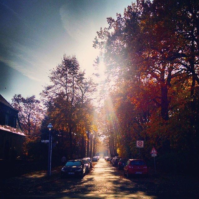 transportation, tree, the way forward, road, car, diminishing perspective, land vehicle, street, sun, sunlight, sunset, vanishing point, mode of transport, sky, lens flare, bare tree, sunbeam, empty, nature, outdoors