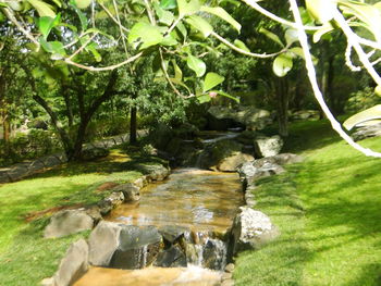 Stream flowing through rocks in forest