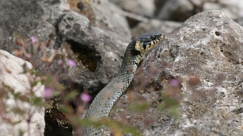 Close-up of snake on rock