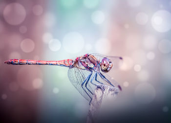 Close-up of dragonfly on plant