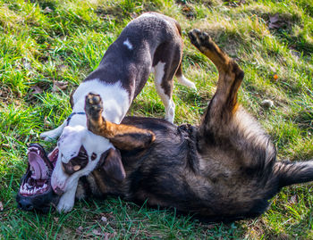 Dogs playing on grassy field