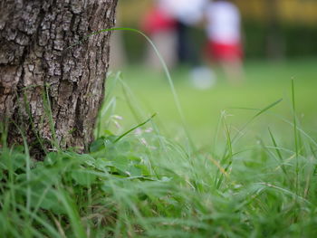 Close-up of grass growing on tree trunk