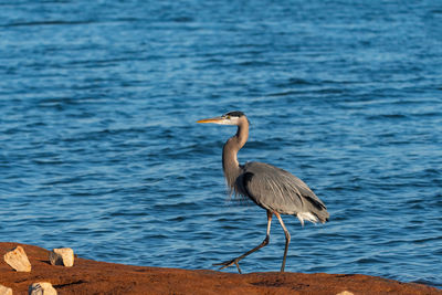 High angle view of gray heron perching on a sea