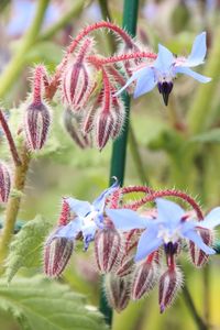 Close-up of borage flower