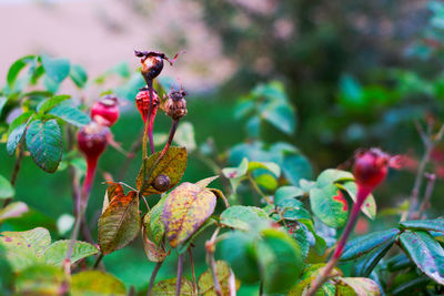 Close-up of fruit on tree