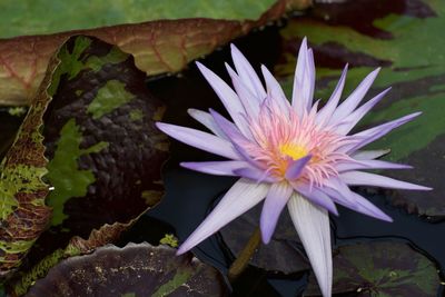 Close-up of lotus water lily