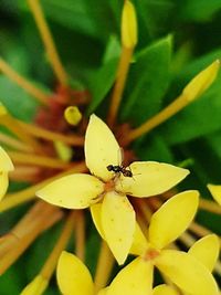Close-up of insect on flower
