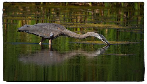 Side view of a bird in water