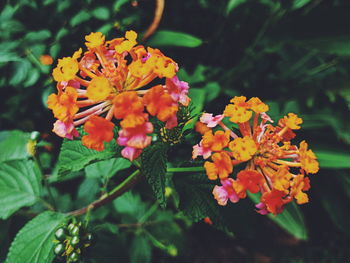 Close-up of fresh yellow flowers blooming in park