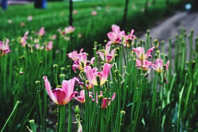 Close-up of pink flower blooming in field