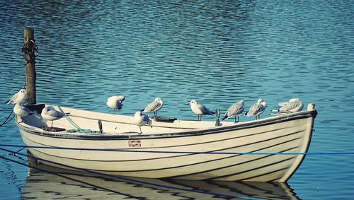 Seagulls perching on boat moored in lake